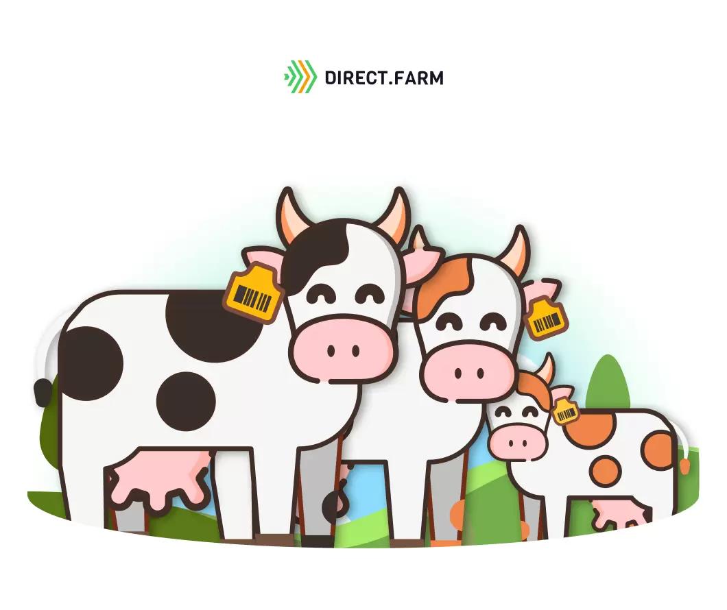 Как бирковать скот?