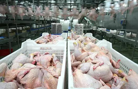 Минсельхоз сообщил о двукратном росте экспорта мяса птицы