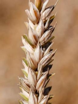 Пшеница яровая Канюк