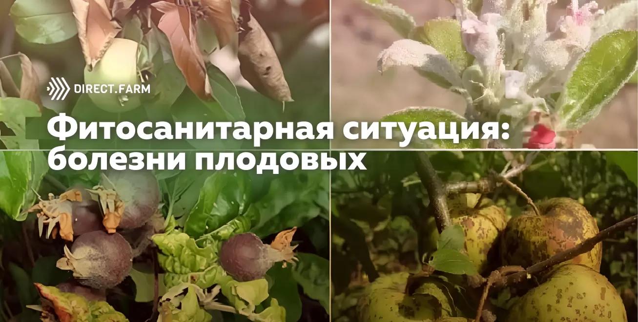 Опасность эпифитотии в садах