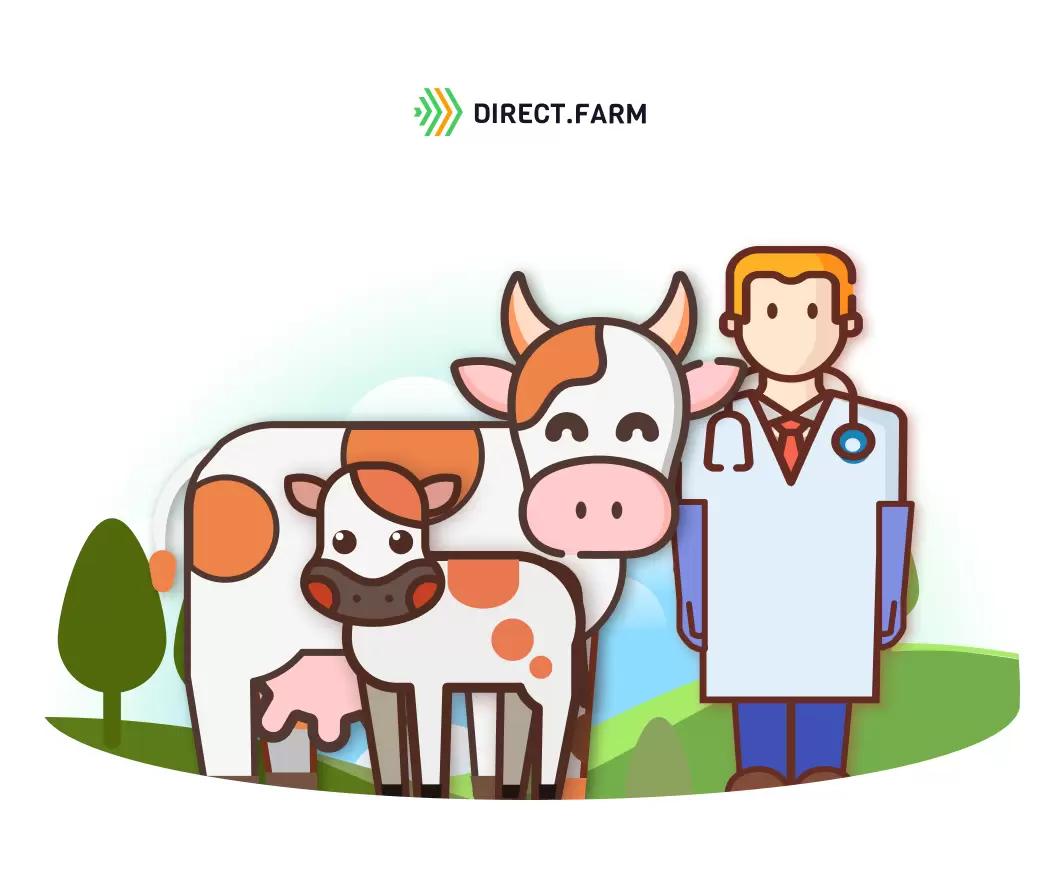 Протокол осмотра новотельных коров