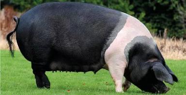 Британский сэддлбэк – порода свиней