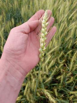 Семена Пшеницы озимой Немчиновская 85 ЭС