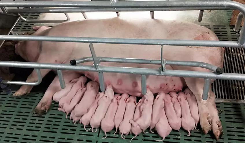 Успешный отъем поросят зависит от 3 условий