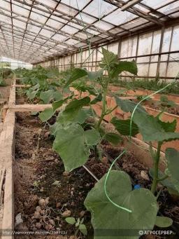 Продажа Тепличного Комплекса