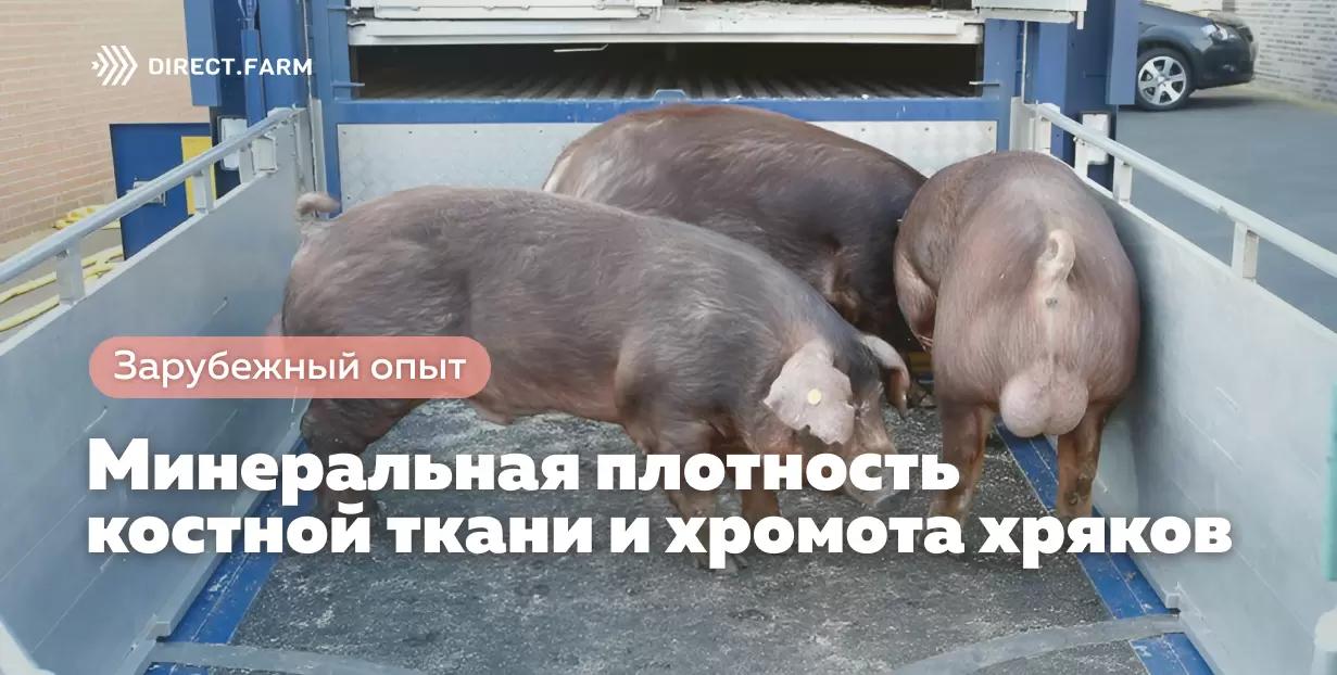 Минеральная плотность костной ткани и хромота хряков