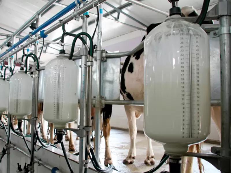 Фермеры заявили об обвале закупочных цен на молоко