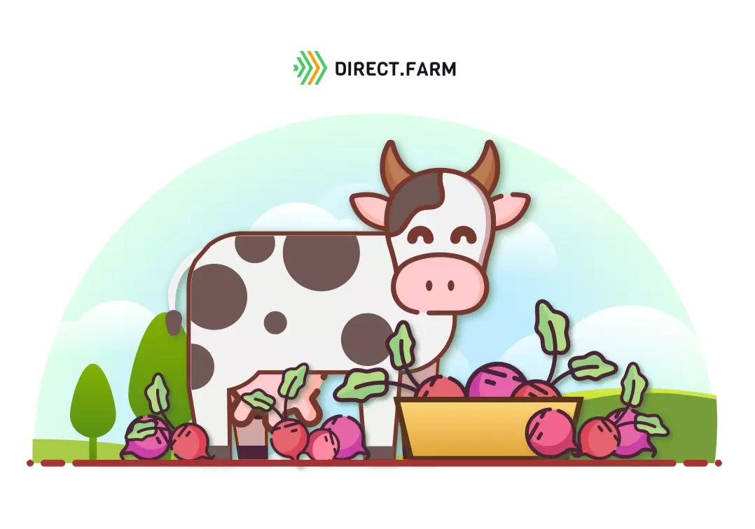 Свекла в кормлении молочного скота