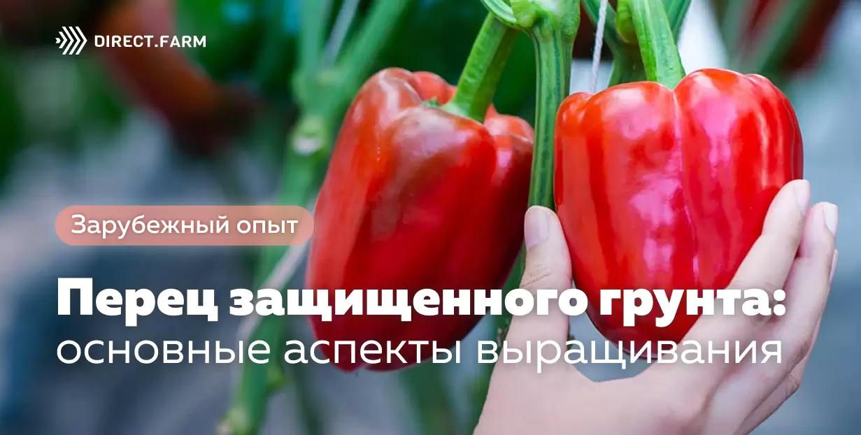 Перец защищенного грунта: основные аспекты выращивания