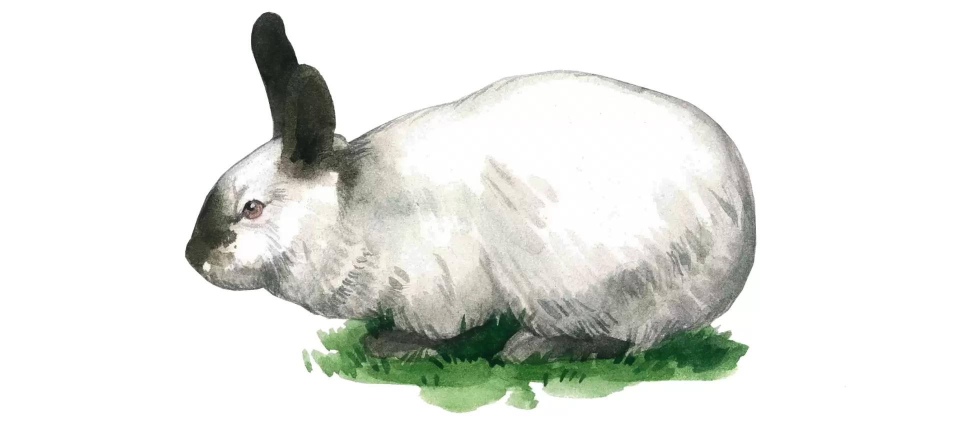 Калифорнийская порода кроликов