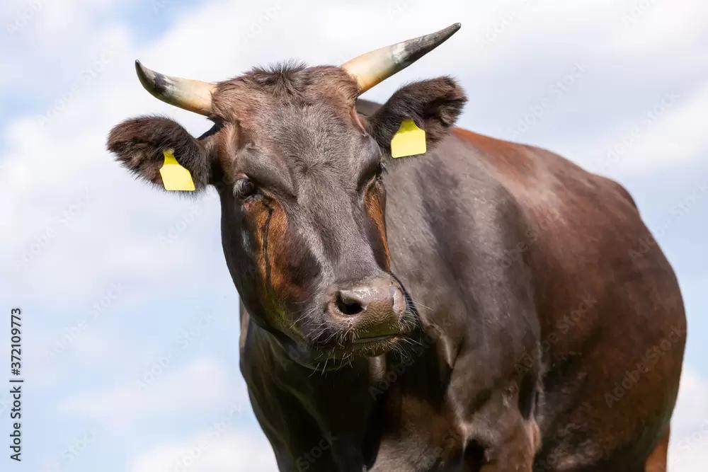В Австралии применят распознавание «лиц» коров для предотвращения краж