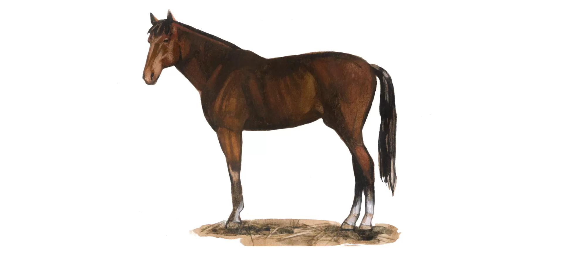 Французская рысистая