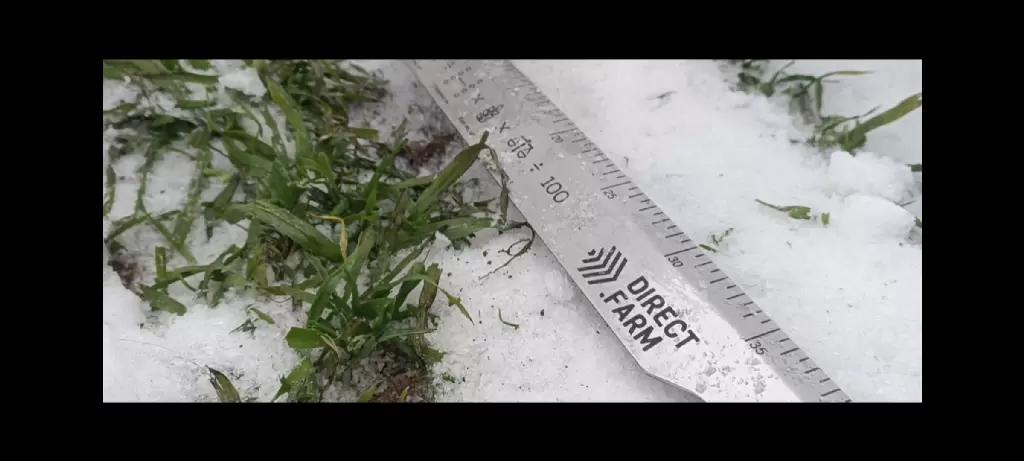 Состояние озимых