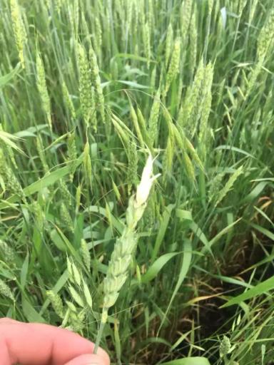 Причины высохшего колоса озимой пшеницы