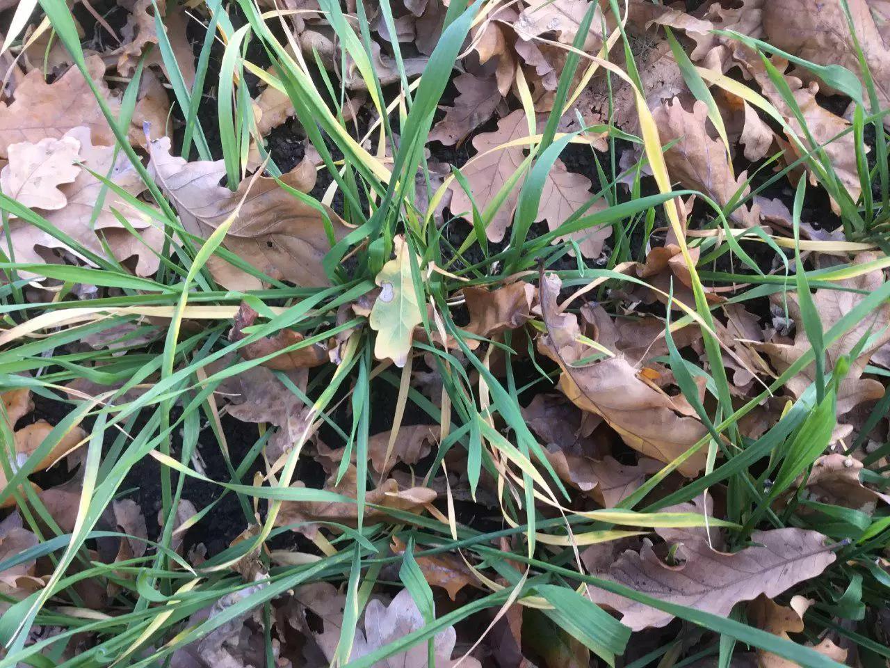 Почему желтеют листья озимой пшеницы сплошными участками?