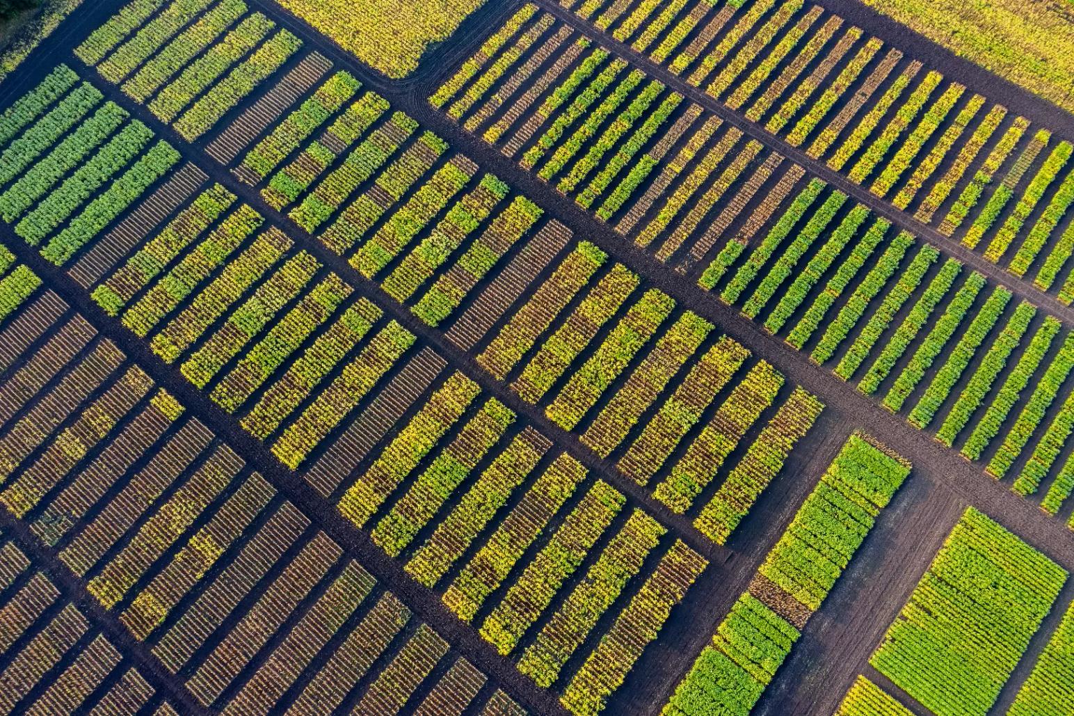 ЕСТЬ И ЭКЗОТИКА! СОРТА СПЕЦИАЛЬНОГО НАЗНАЧЕНИЯ