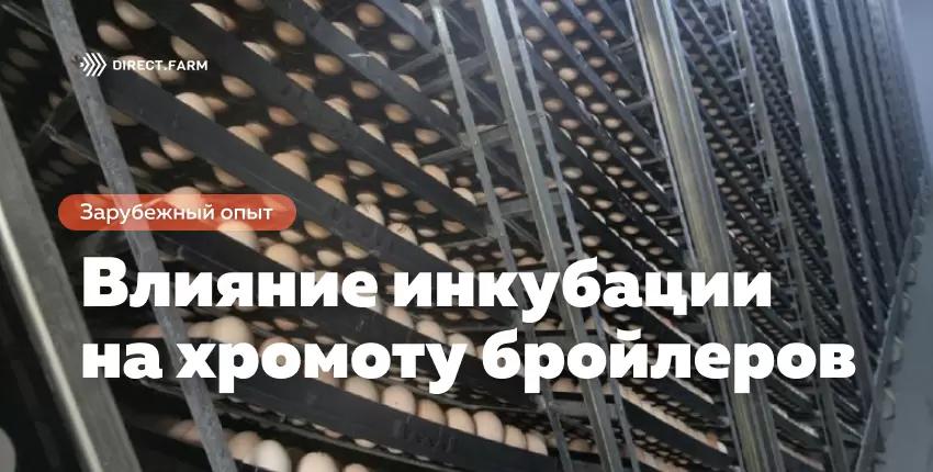 Влияние условий инкубации на хромоту бройлеров