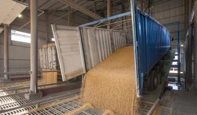 Пшеница на мукомольные предприятия поставки