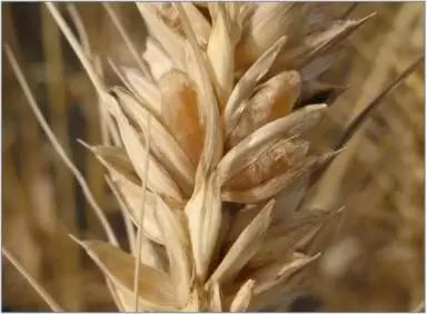 Наиболее устойчивые к осыпанию сорта озимой пшеницы