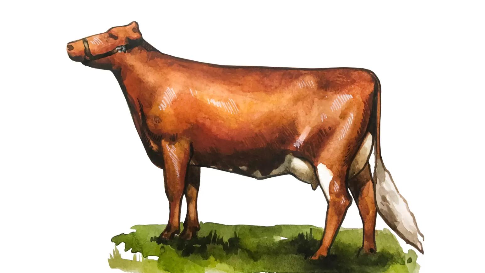 Шведиш ред - порода коров