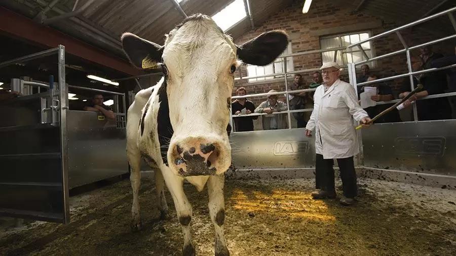 Что такое принудительное поение коров (дренчирование)?