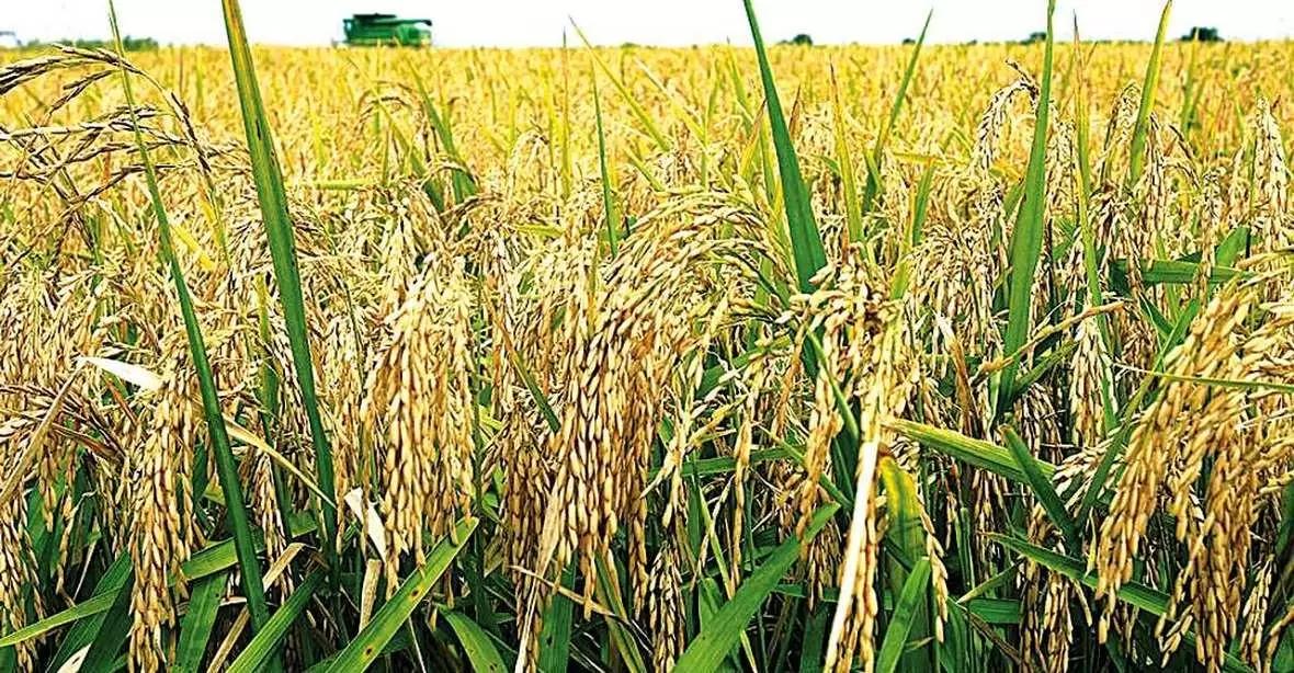Минсельхоз прогнозирует увеличение валового сбора риса в России до > 1 млн тонн