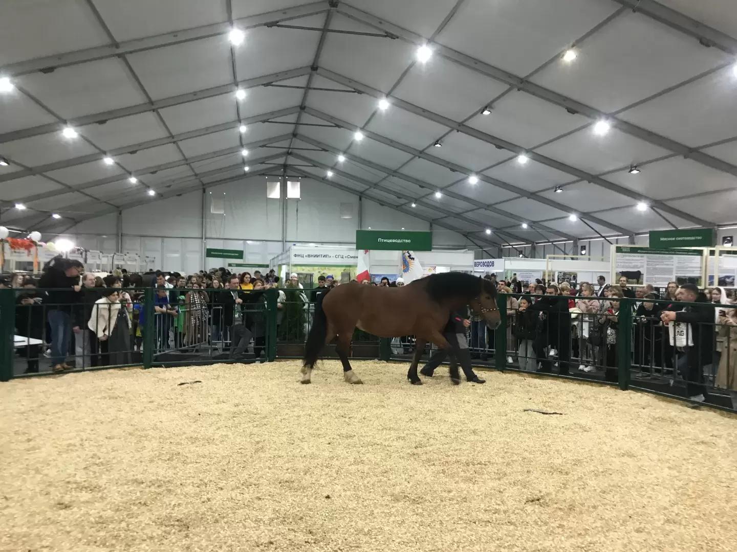 Золотая Осень 2023. Животные!