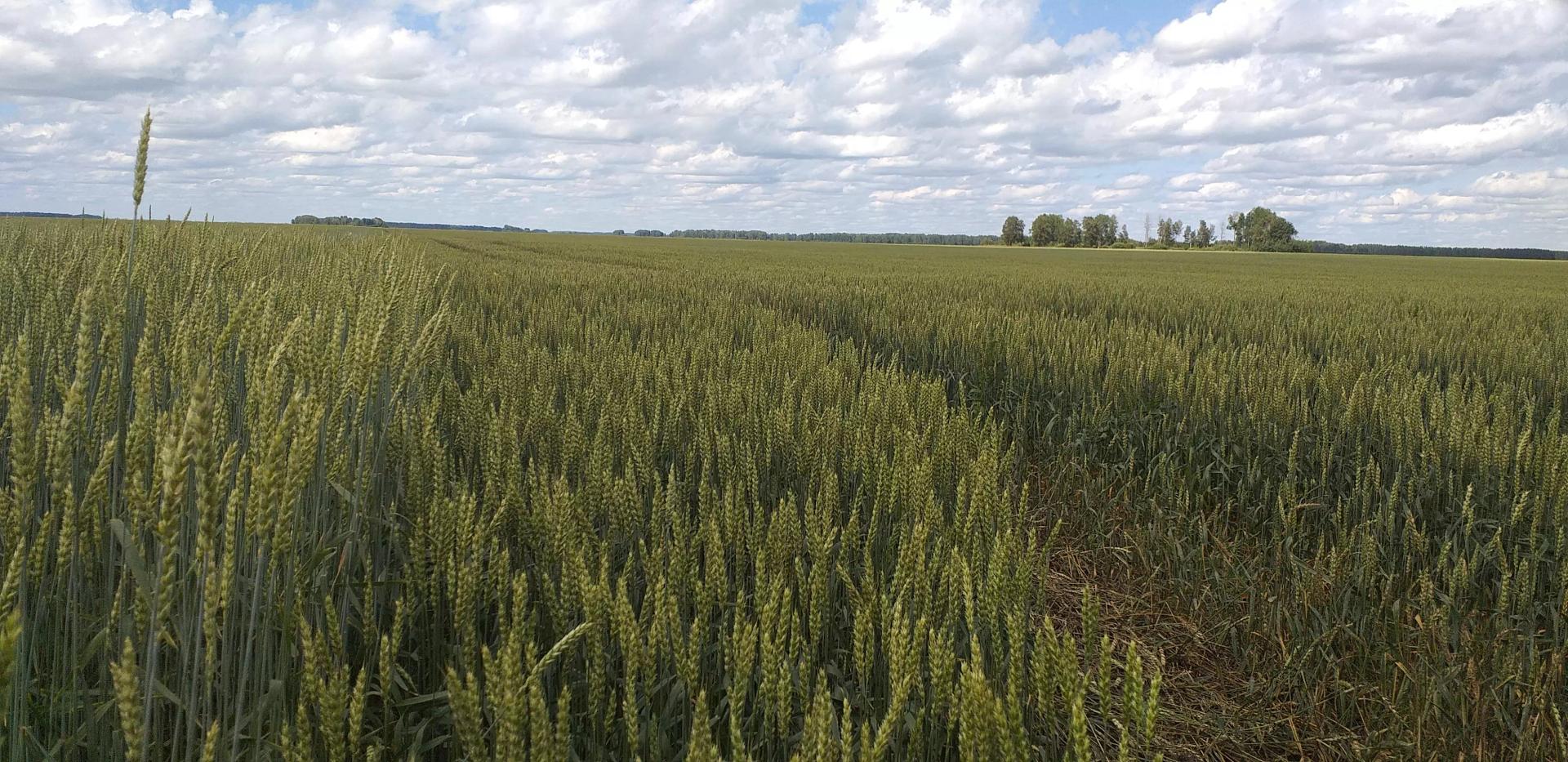 Эксперимент по влиянию предшественников на биологические свойства и урожайность яровой пшеницы "Ликомера".