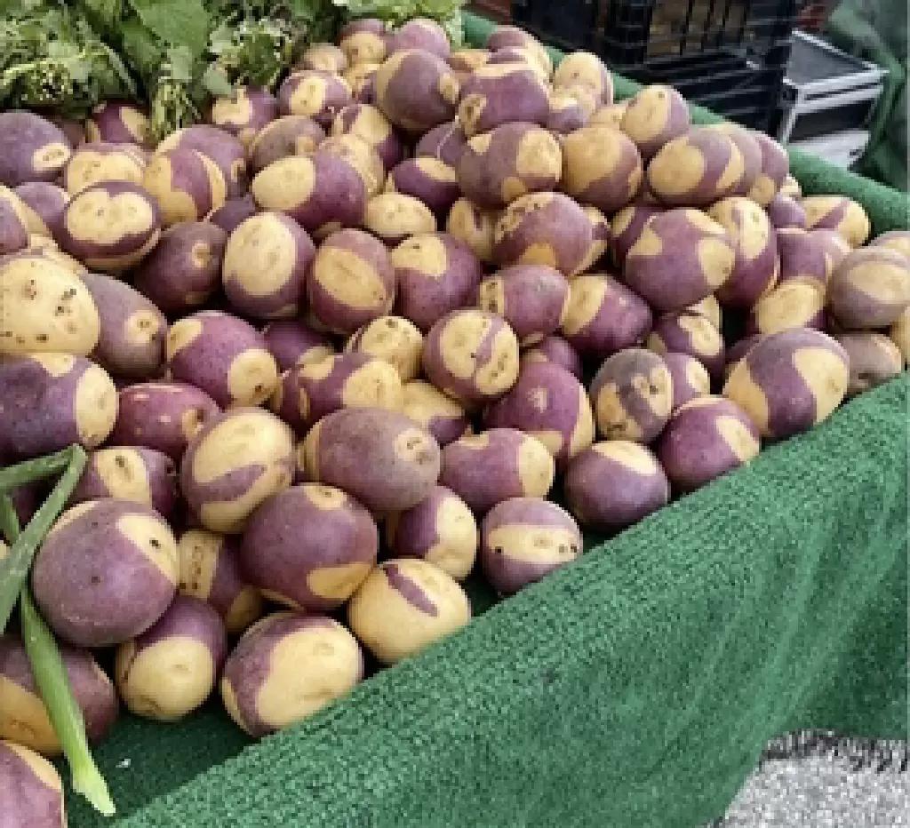 Стоит ли выращивать картофель, купленный в продуктовом магазине. Часть 1.