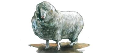 Северокавказская мясошерстная порода овец