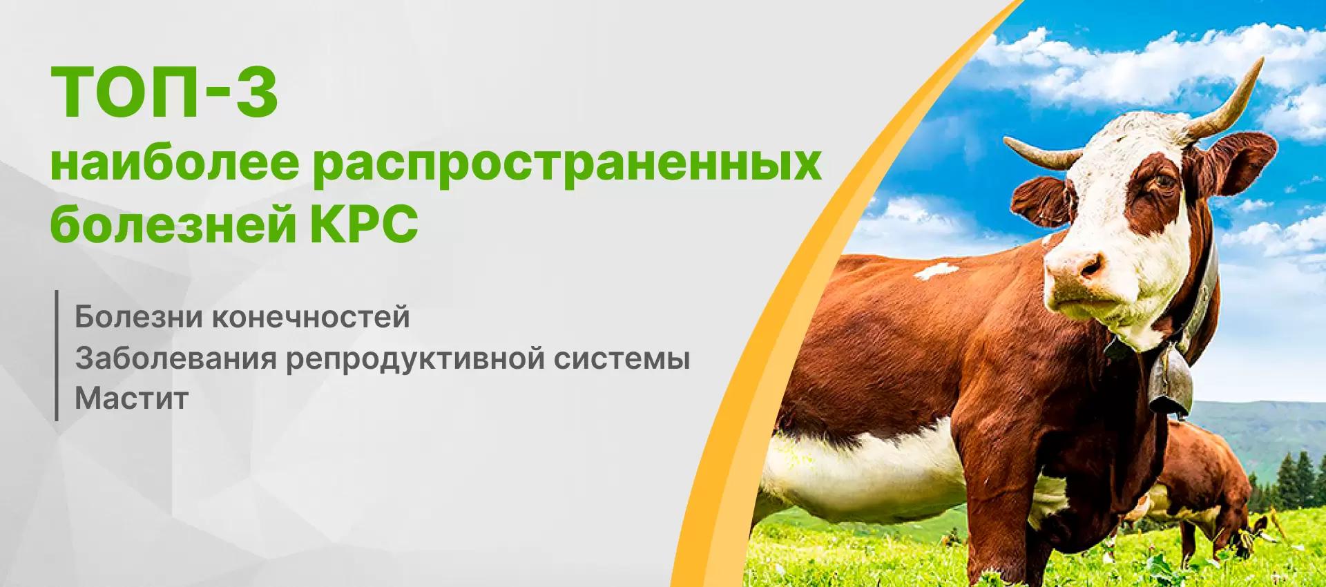 Топ-3 наиболее распространенных болезней КРС