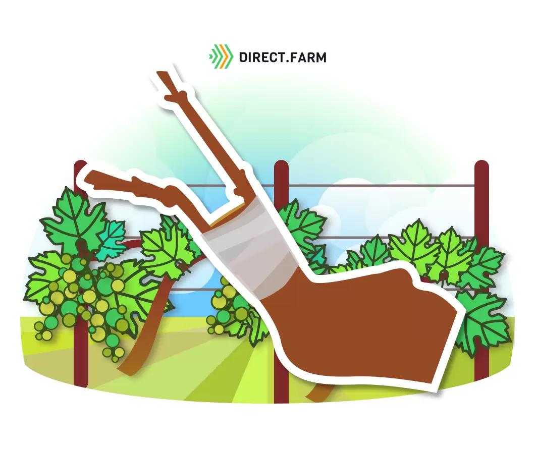 Осенняя прививка винограда