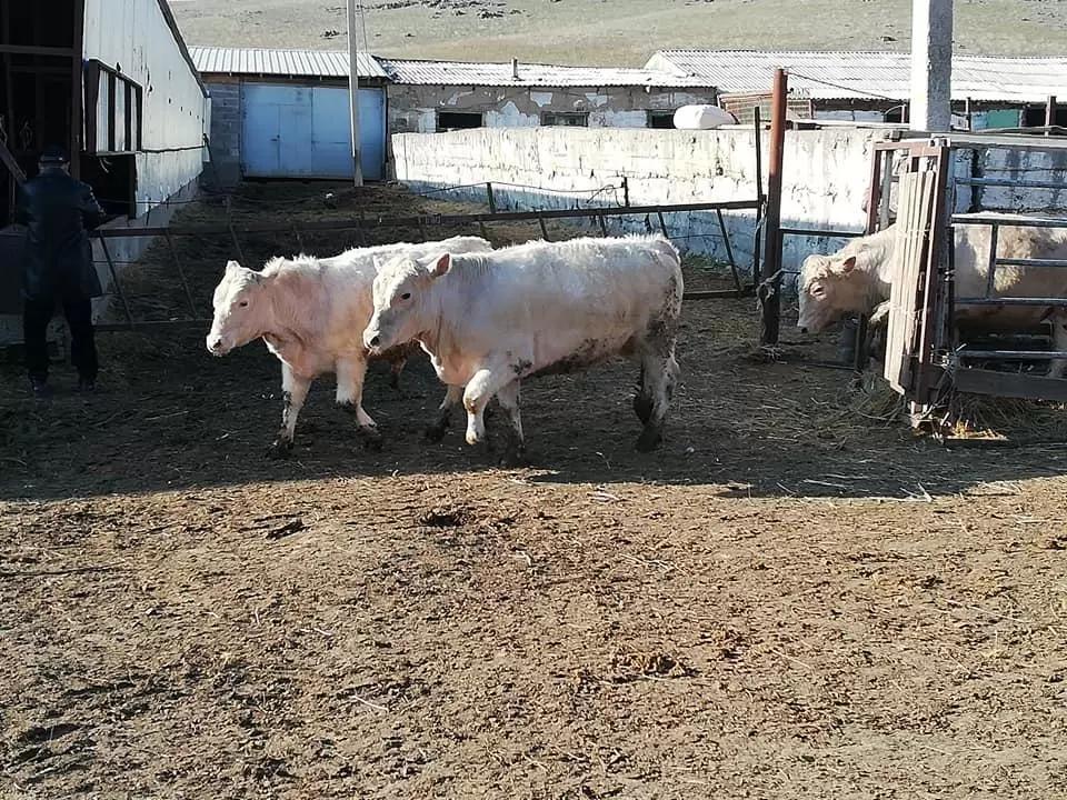 Борьба за лидерство быков Аулиекольской породы