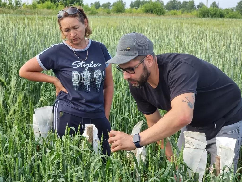 Создание нового сорта