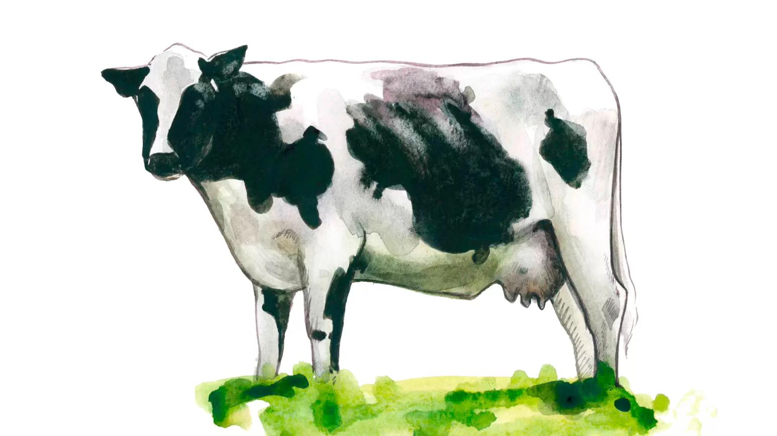 Холмогорская порода коров