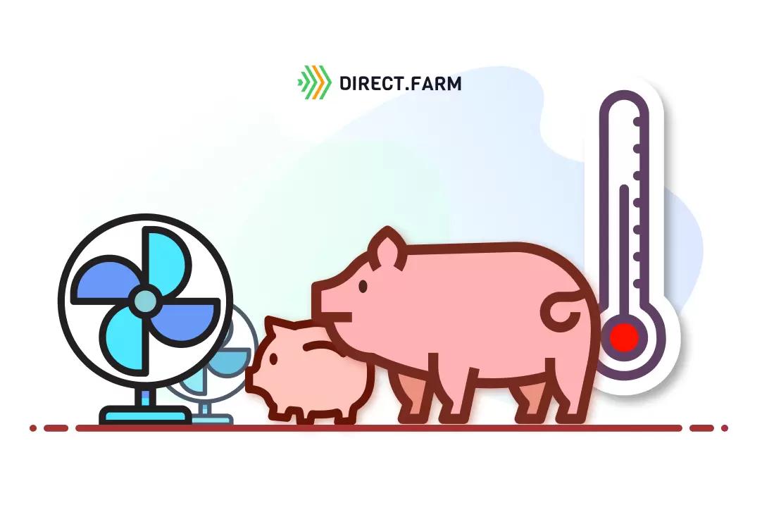 Микроклимат в свинарнике для разных возрастных групп