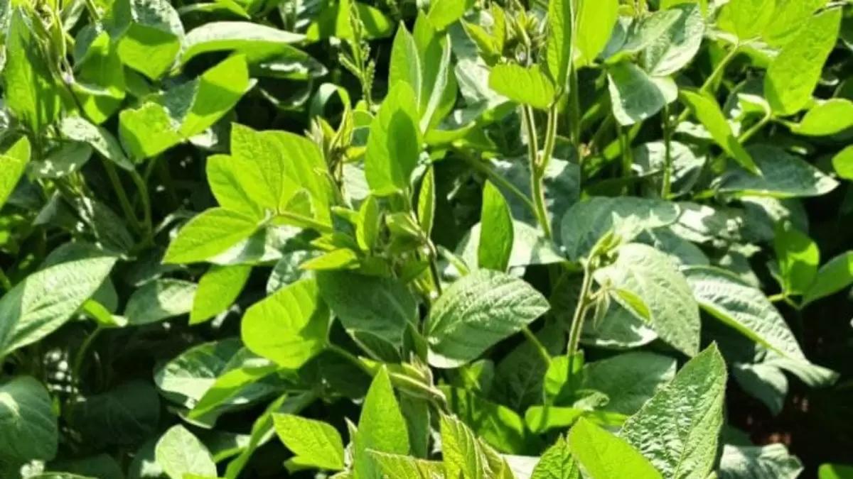 В России зарегистрирован уникальный сорт сои Триада