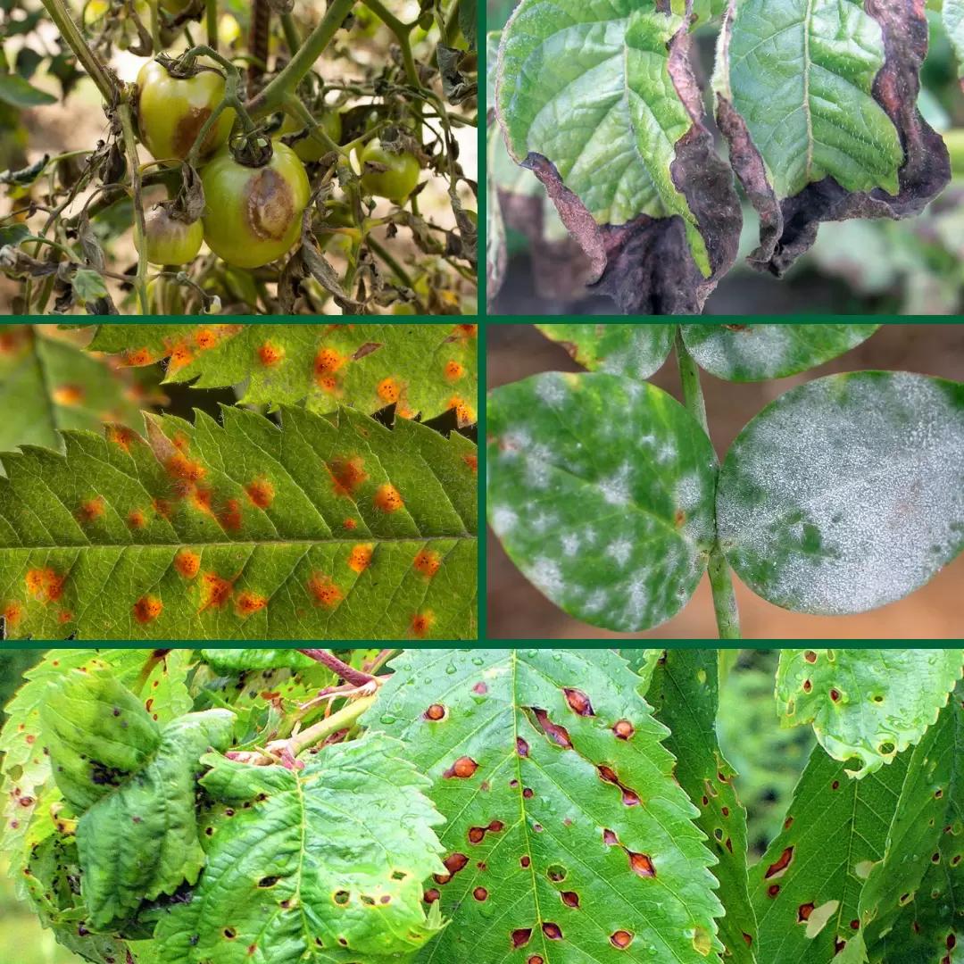 5 заболеваний растений в мае, на которые стоит обратить внимание