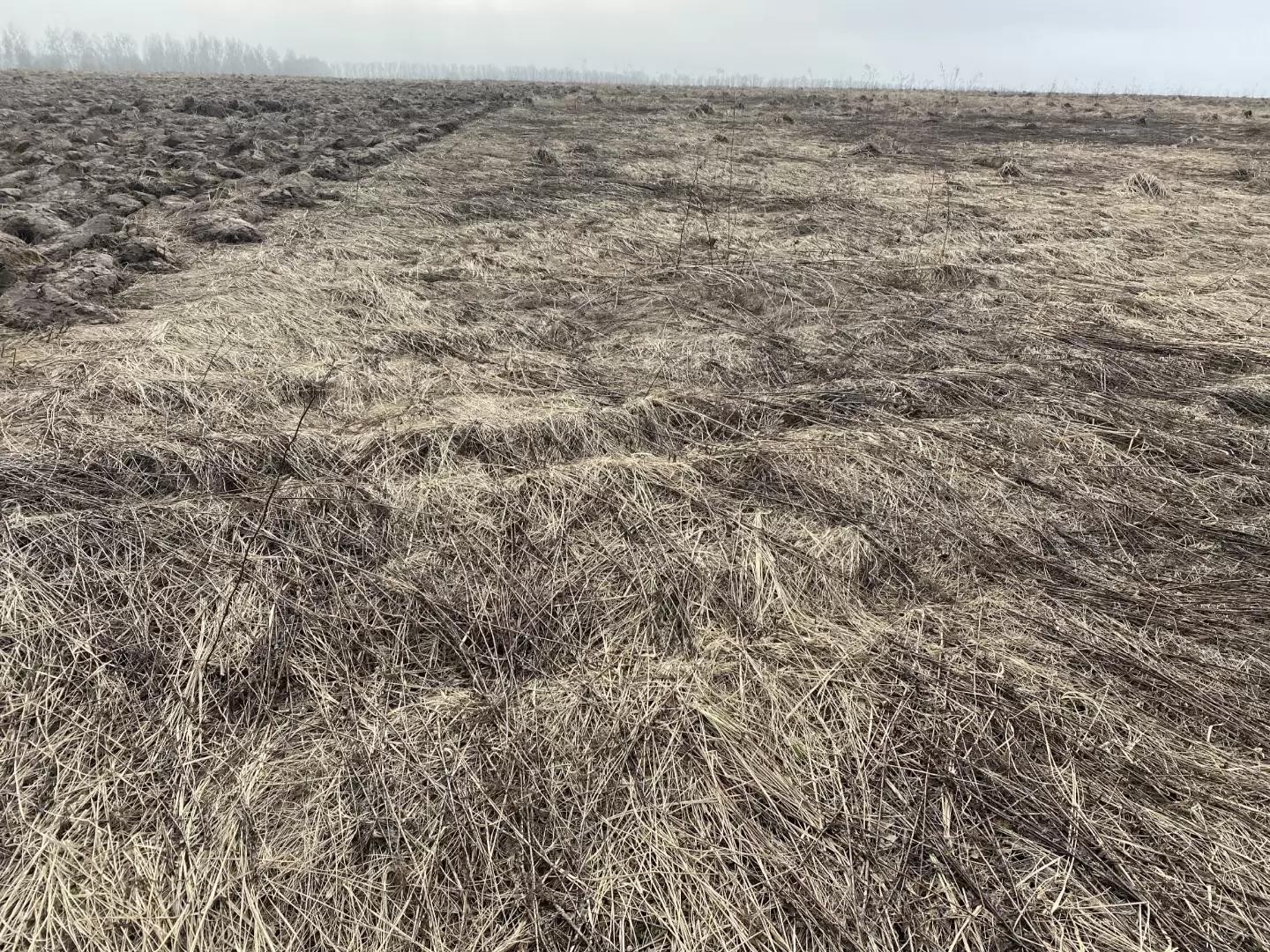 Как убрать золотарник?