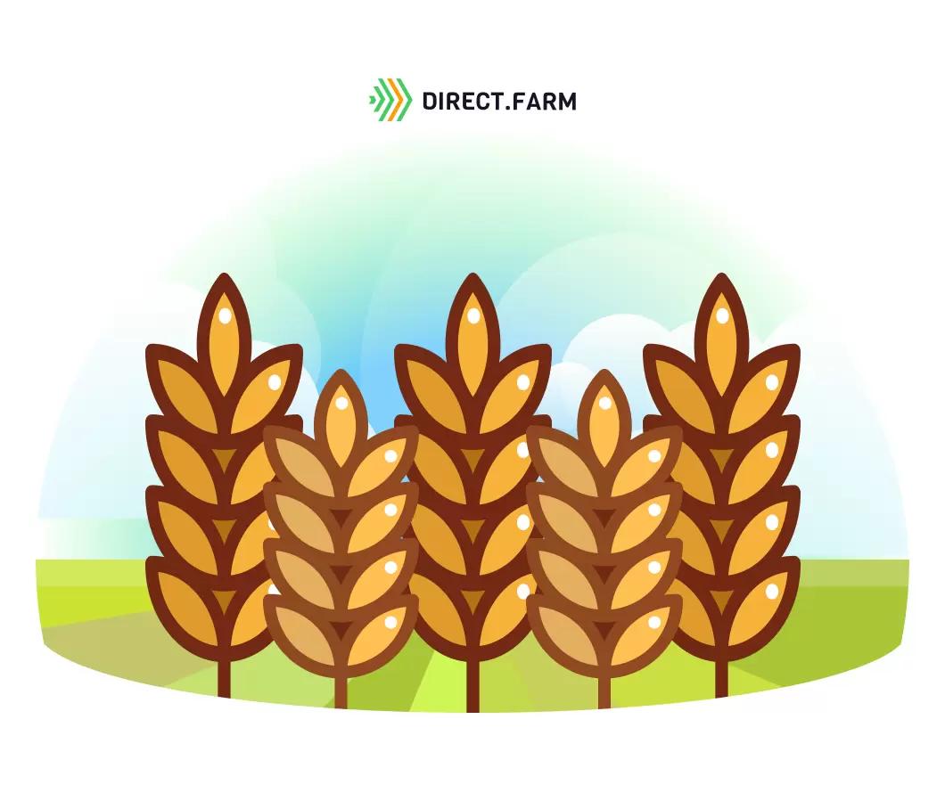 Как составить схему сортовой прополки?