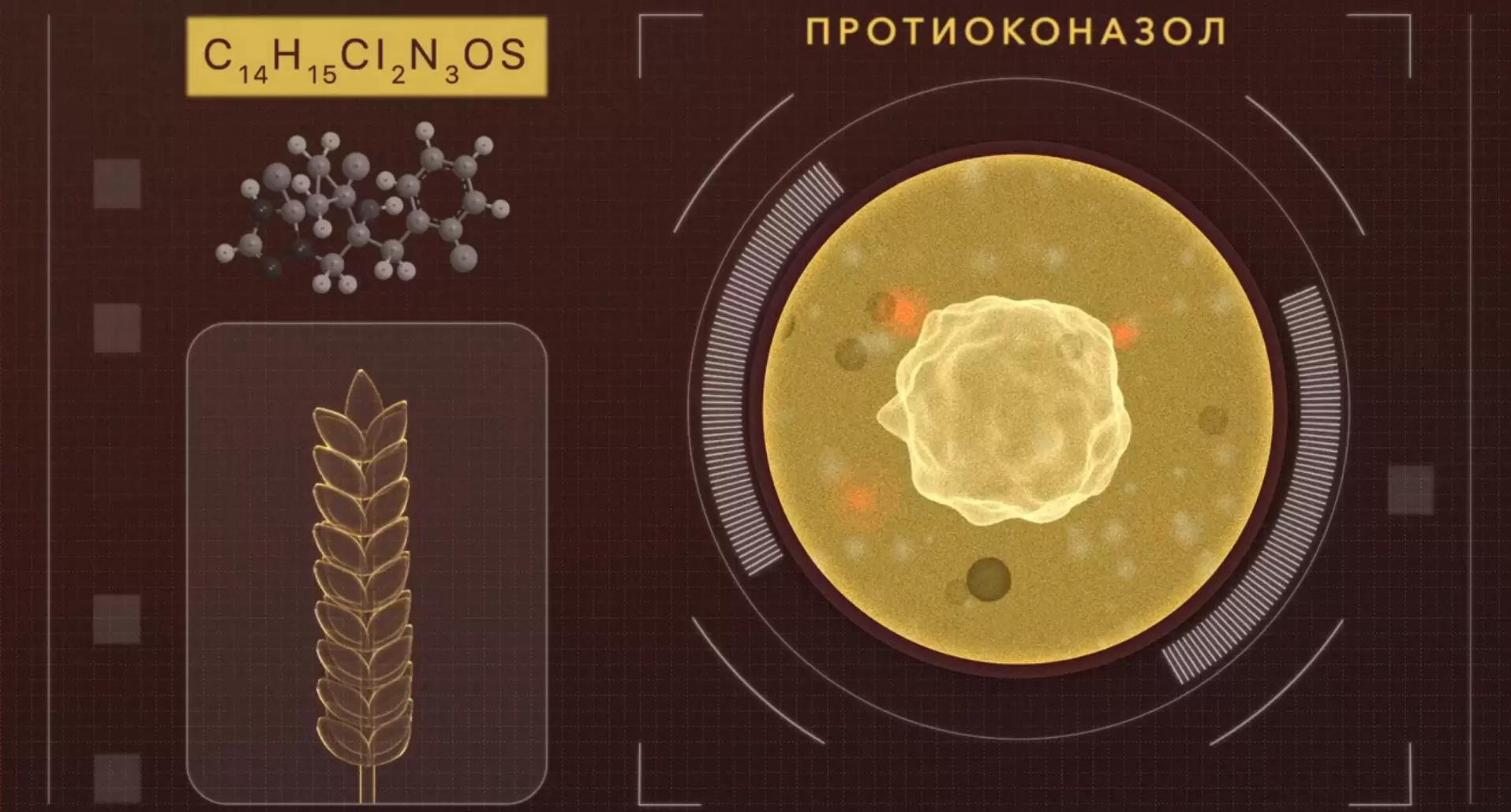 Эффективные фунгициды против фузариоза колоса