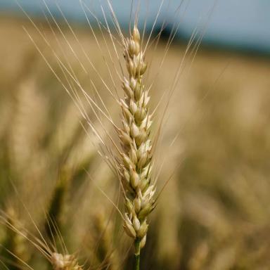 Пшеница мягкая озимая Московская 56