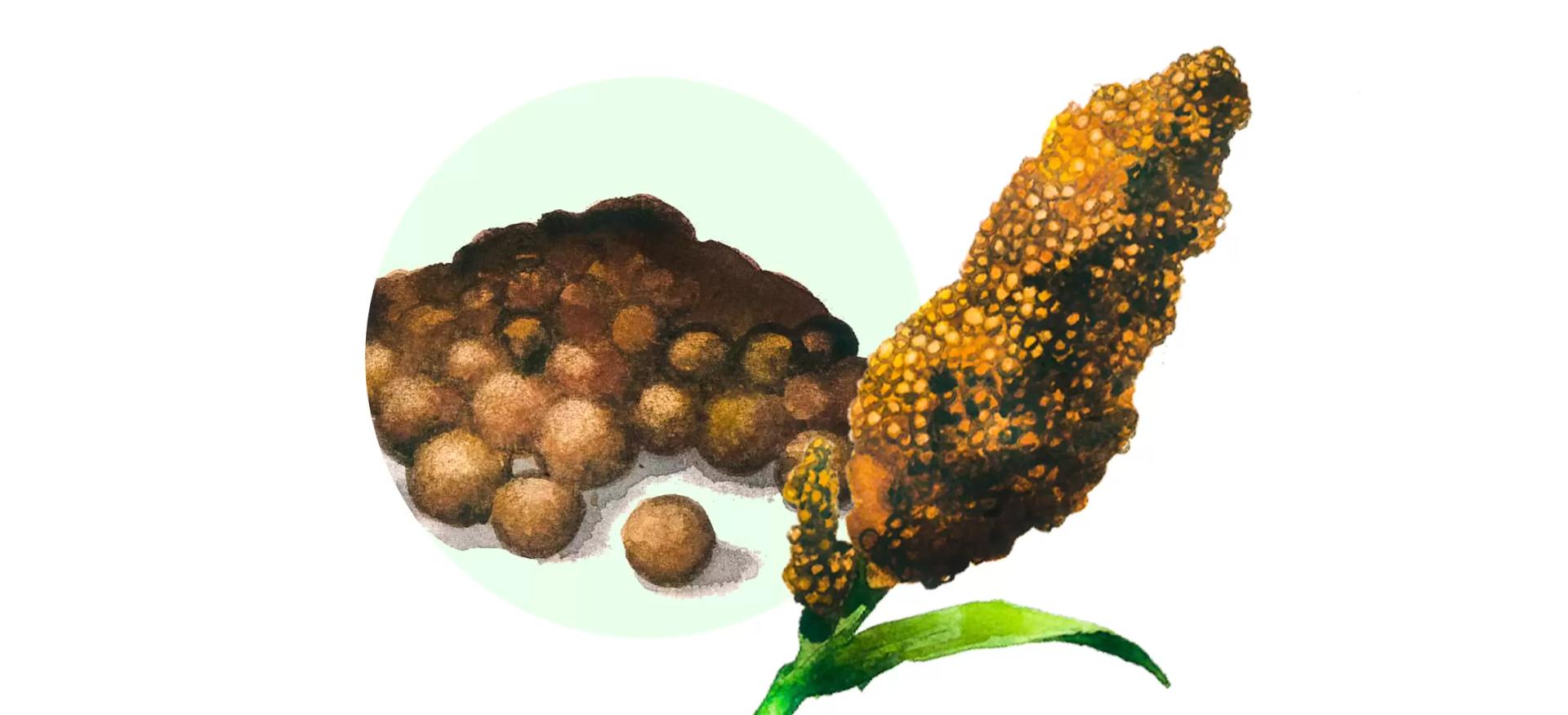 Зерно сорго – корм