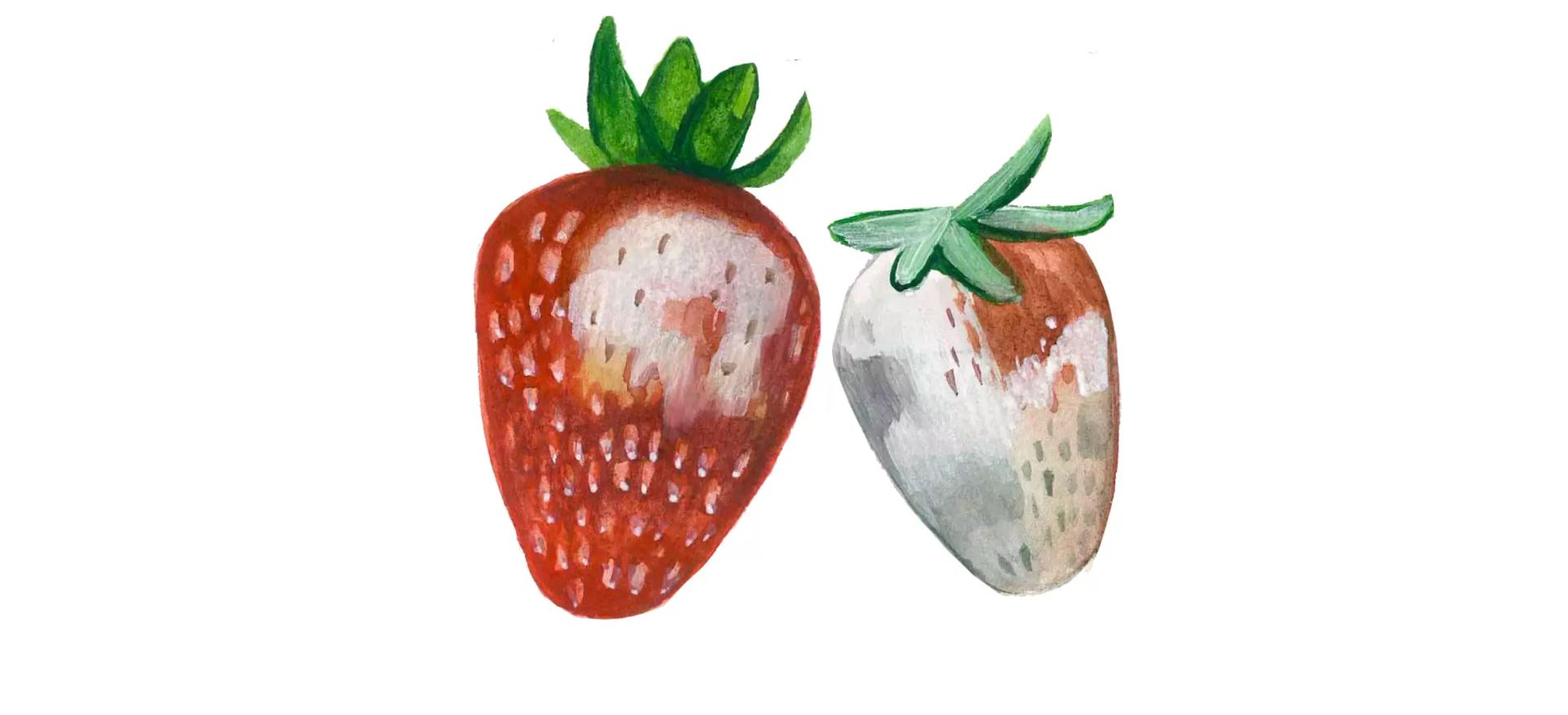 Серая гниль земляники