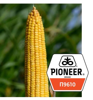 Гибриды кукурузы PIONEER (новинки 2021 года)