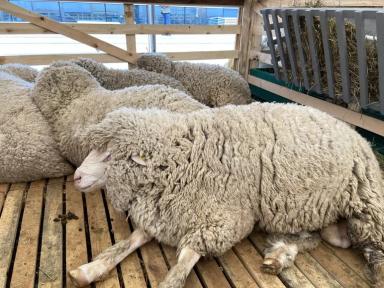 Российский мясной меринос – порода овец