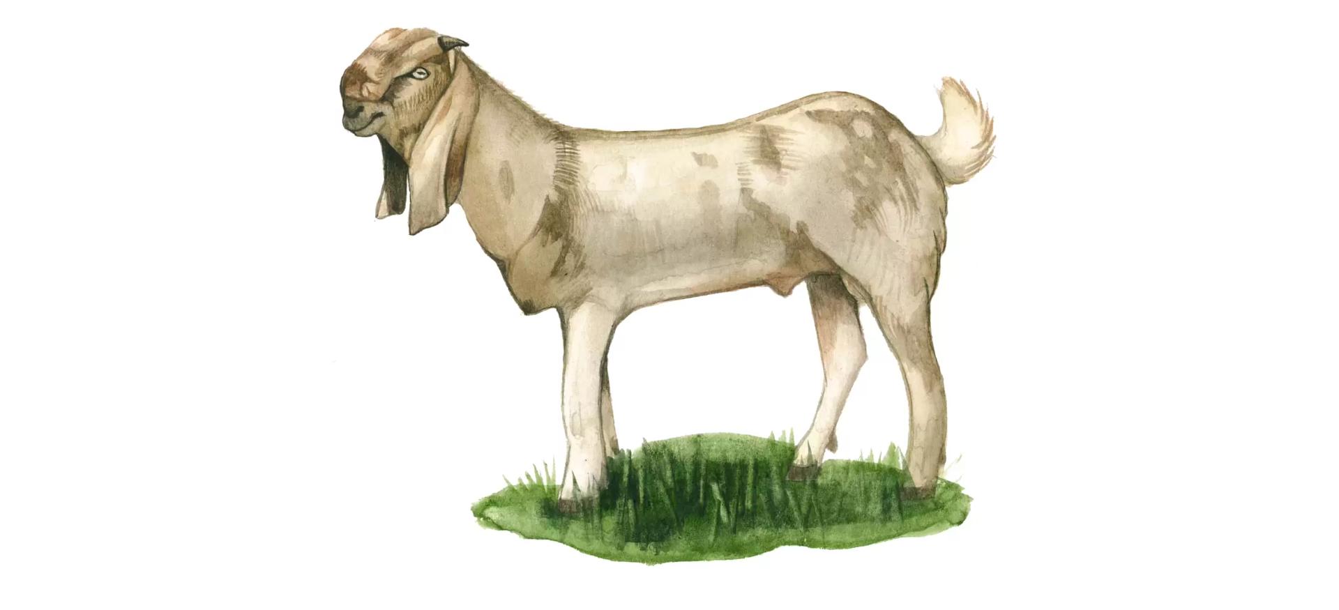 Джамнапари - порода коз