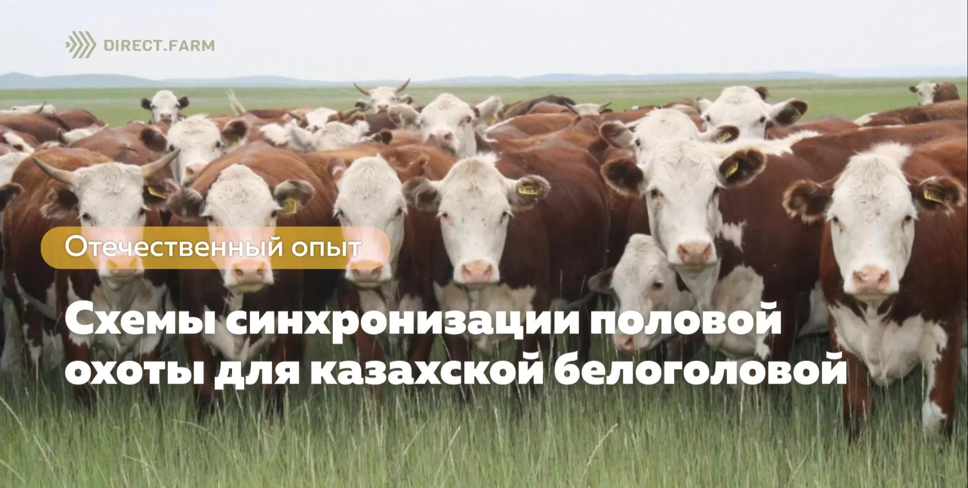 Сравнение схем синхронизации половой охоты на казахской белоголовой породе КРС