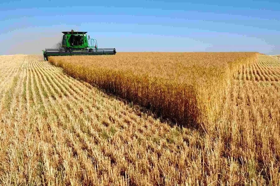 Кабмин выделит дополнительно 10 млрд руб на производство и реализацию зерновых