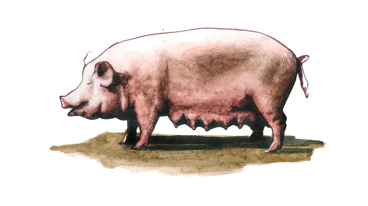 Уржумская – порода свиней